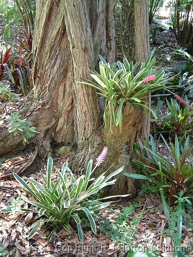 Bromeliads intree